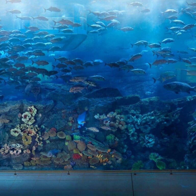Dubai Aquarium   Underwater Zoo Cover image 768x768