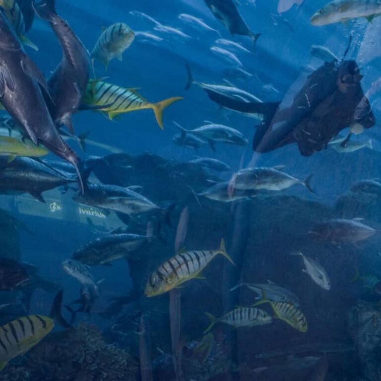 Underwater Zoo Dubai 768x768