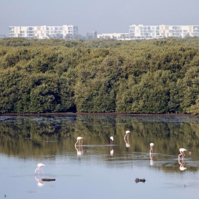 Al Zorah Nature Reserve
