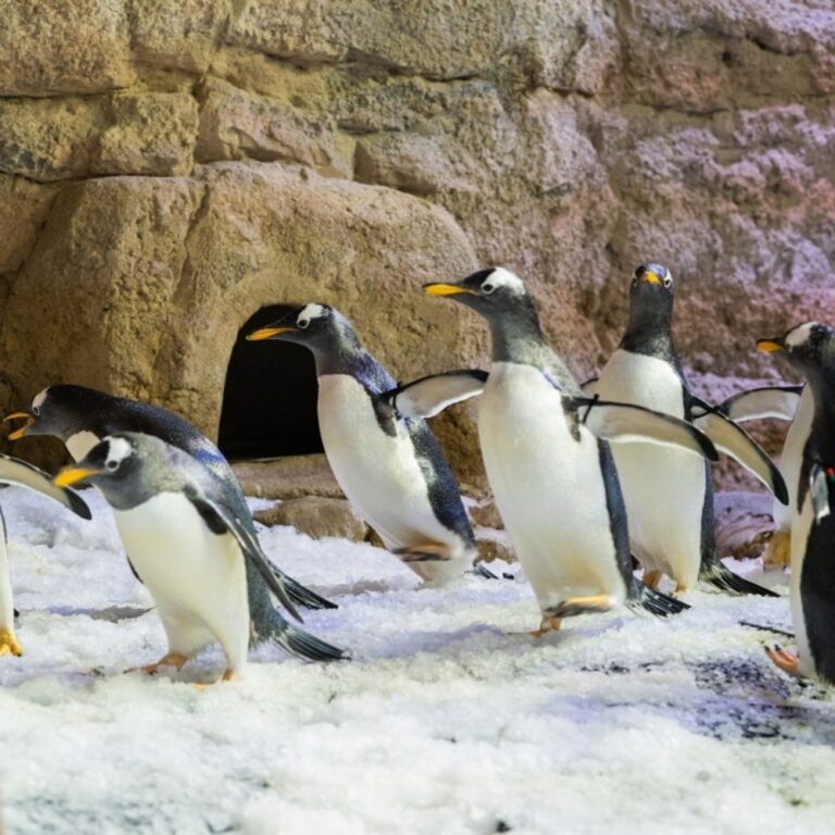 penguin interaction Dubai Aquarium source thedubaiaquarium.com02 768x768